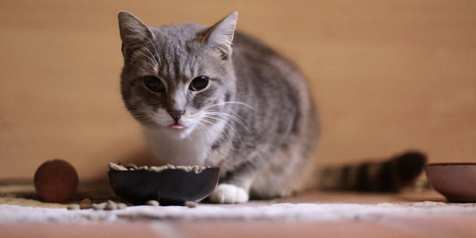 Voedselallergie bij katten