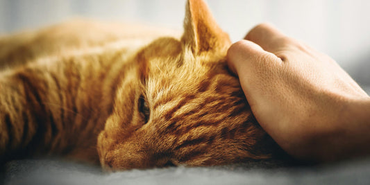 Nierinsufficiëntie bij katten