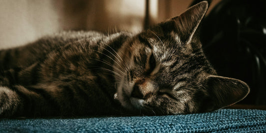 IBD bij katten