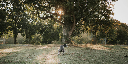 Durchfall beim Hund