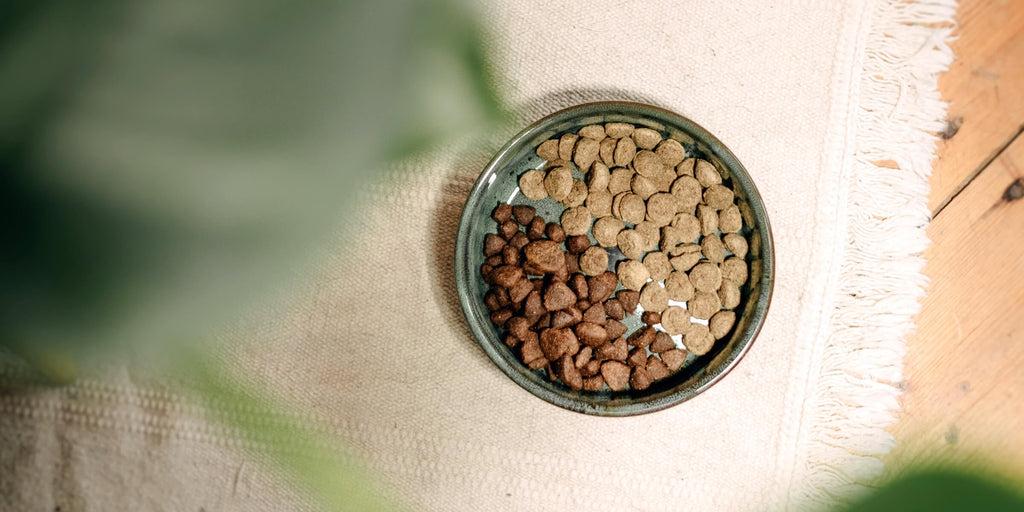 Transition alimentaire du chien - conseils & les 7 symptômes les plus fréquents