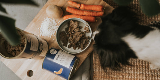 Ausschlussdiät beim Hund