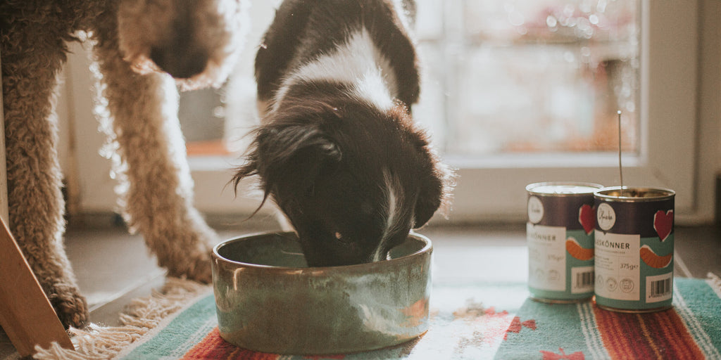 Insekten Hundefutter im Test - Welches ist das beste Insektenfutter für Hunde?