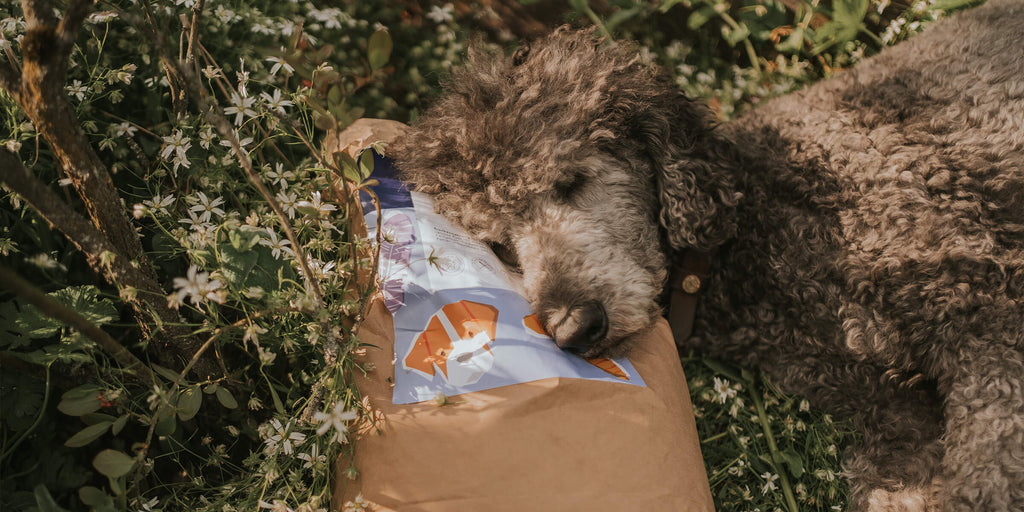 Sodbrennen beim Hund - Ursachen, Symptome und Hausmittel zur Therapie