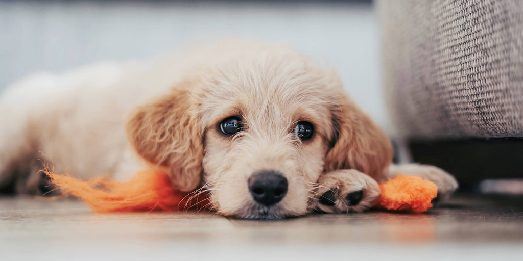 Pankreatitis Hund – Symptome, Behandlung & Futter