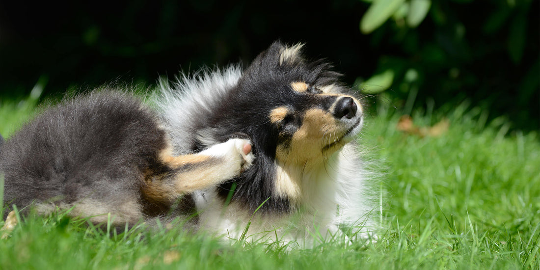 Test d'allergie chez le chien