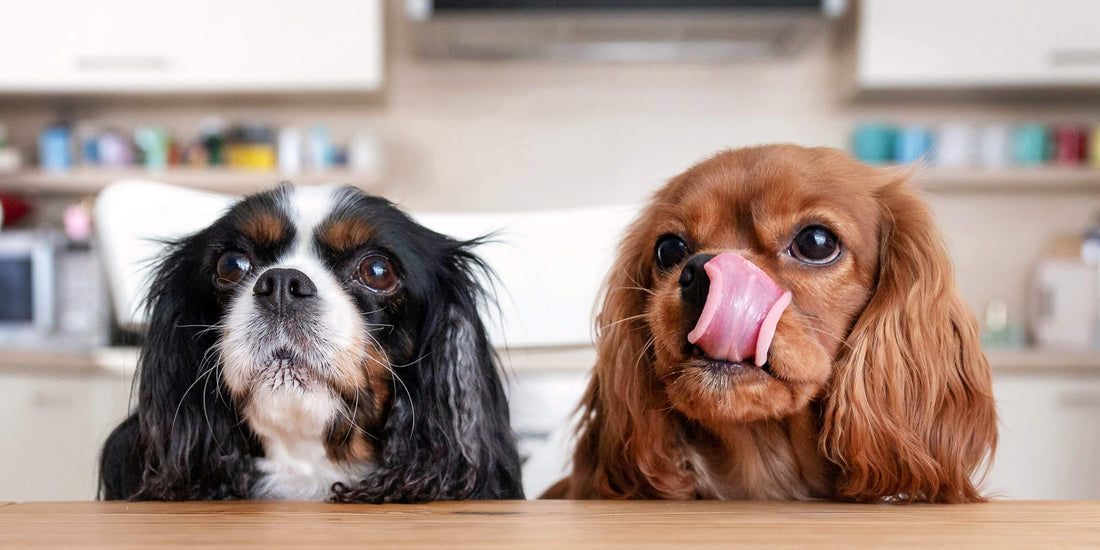Expérience avec la nourriture pour chiens à base d'insectes - top ou flop ?
