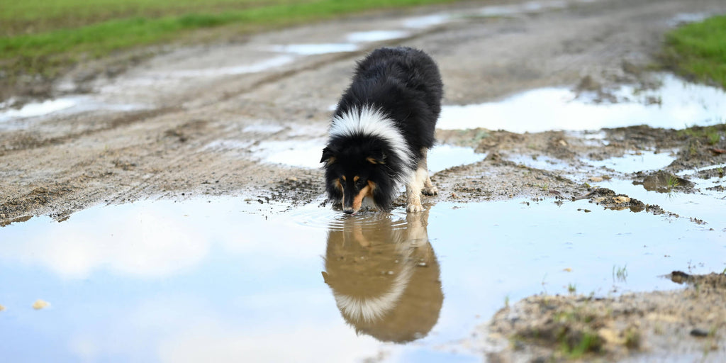 Giardien beim Hund