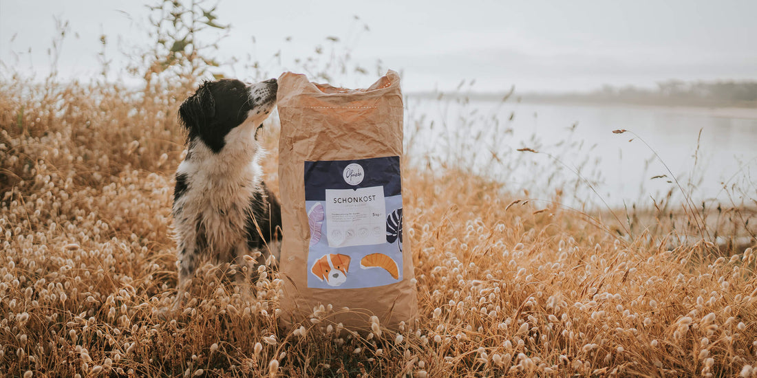 Hundefutter für Allergiker