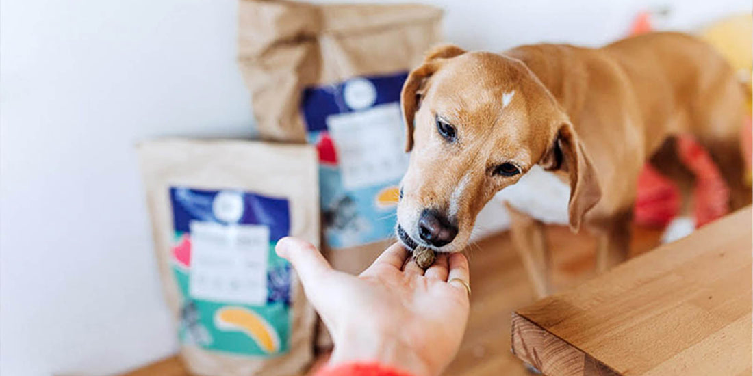 Insekten als Proteinquelle für den Hund - Ratgeber Hundefutter