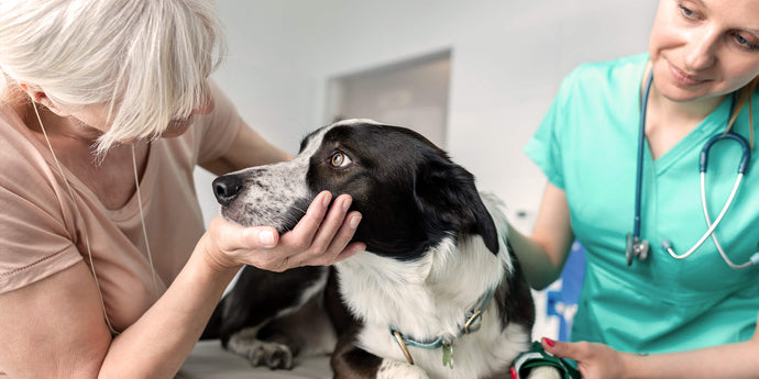 Niereninsuffizienz beim Hund