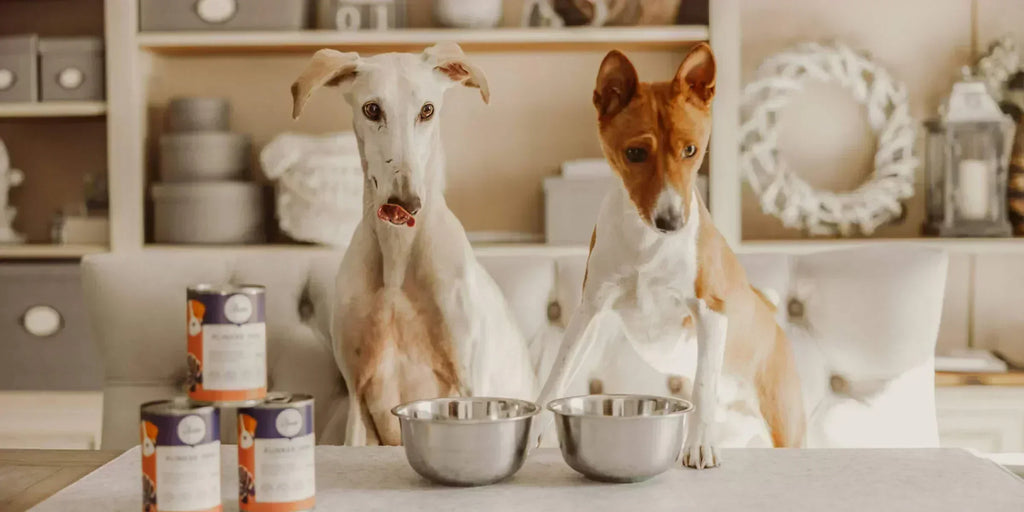 Nourriture à base d'insectes d'Ofrieda - Bon pour la santé du chien