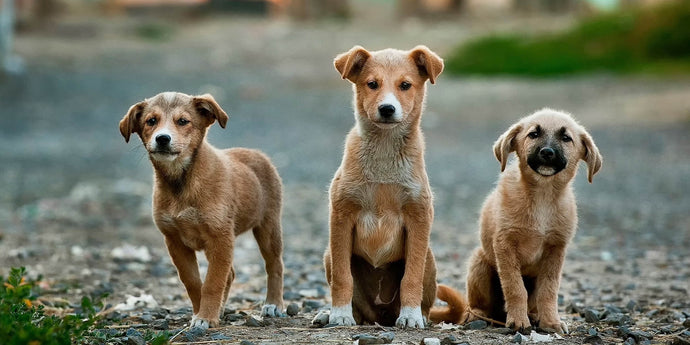 Leishmaniose canine - symptômes, traitement et espérance de vie