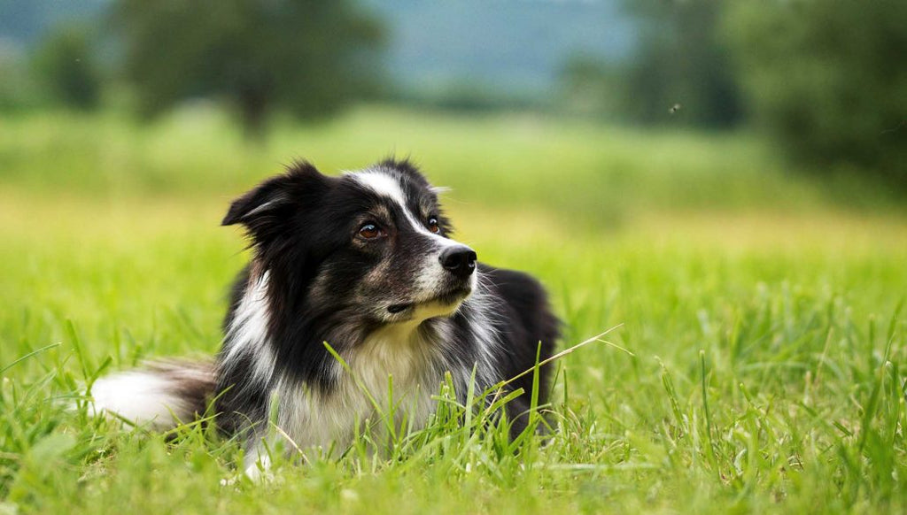 Les insectes, source de protéines pour le chien - Guide de l'alimentation canine