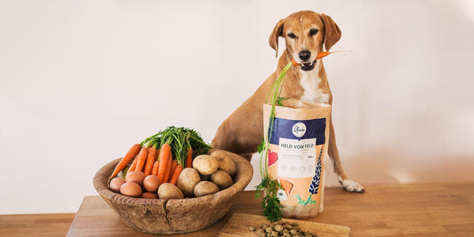 Chien avec légumes