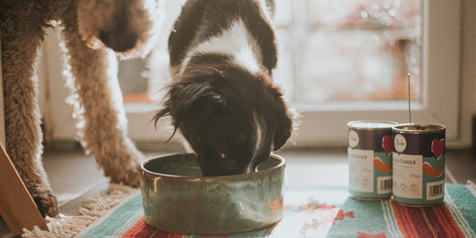 Test de nourriture pour chiens à base d'insectes - Quelle est la meilleure nourriture pour chiens à base d'insectes ?