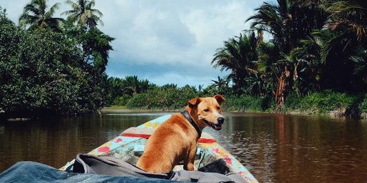 Comment faire de ton chien un écologiste - Nourriture durable pour chiens