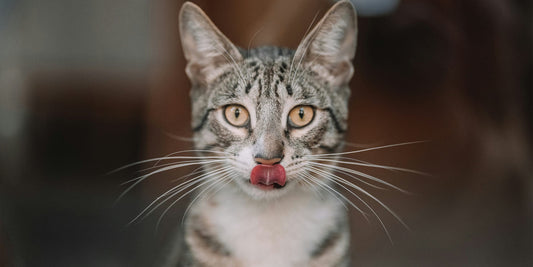 Aliments végétariens pour chats