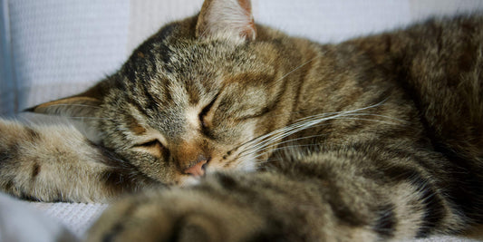 Pancréatite du chat