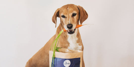 Nourriture pour chiens sans viande - 3 possibilités étonnantes