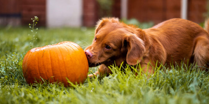 Légumes pour le chien - Qu'est-ce qui est toxique ou sain ?