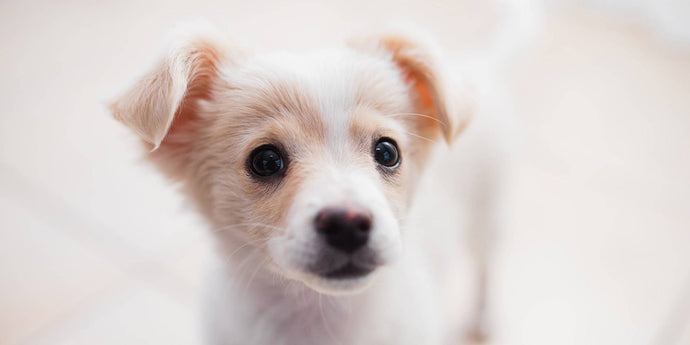 Puppyvoeding - Hoe geef je je puppy de juiste voeding?