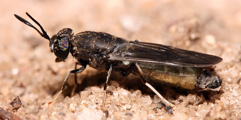 De zwarte soldaatvlieg - Duurzame insecten