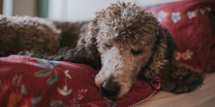 Urate stenen bij honden