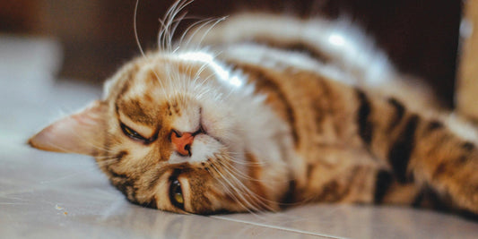 Brandend maagzuur kat