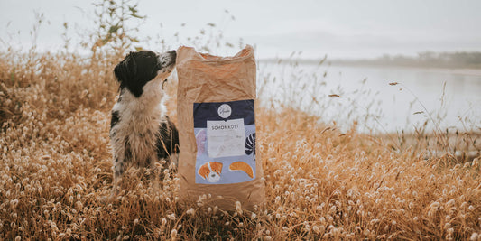 Hondenvoer voor honden met een allergie