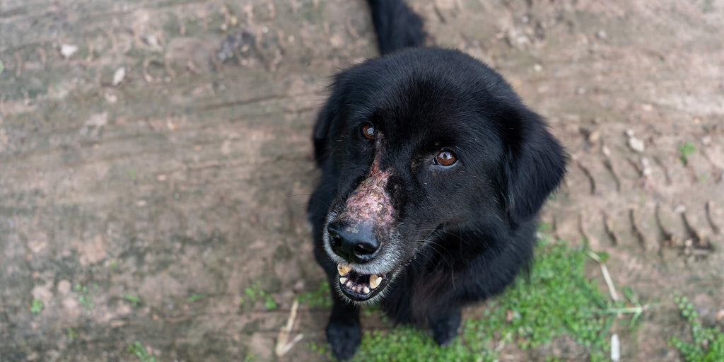 Leishmaniasis hond - symptomen, behandeling & levensverwachting